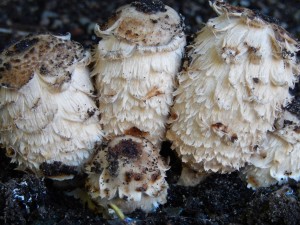 big hairy mushrooms