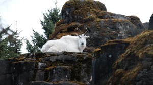 Mountain goat.  Good thing he's not in the same enclosure as the wolf!