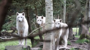 Wolves finally acting lively!