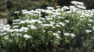 Macro shot of some white flowers in the rock garden.