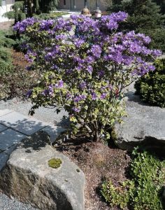 Lastly, a purple azalea in the rock garden.  This looks great at 100% but kind of blah when I shrink it for the blog post.