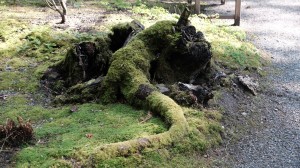 A strange tree stump that made me think of some prehistoric skeleton.